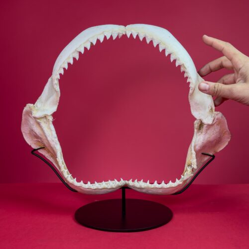Dusky Shark Jaw in custom metal stand (32x41cm)