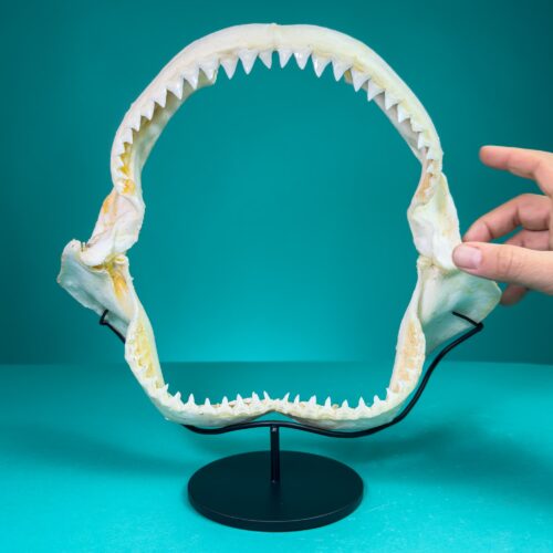 Dusky Shark Jaw on custom metal stand (33x27cm)