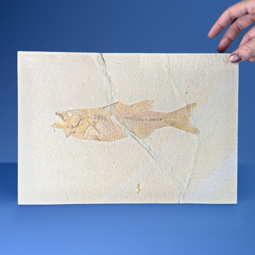 Mioplosus labracoides Fossil Fish Slab – Green River Formation