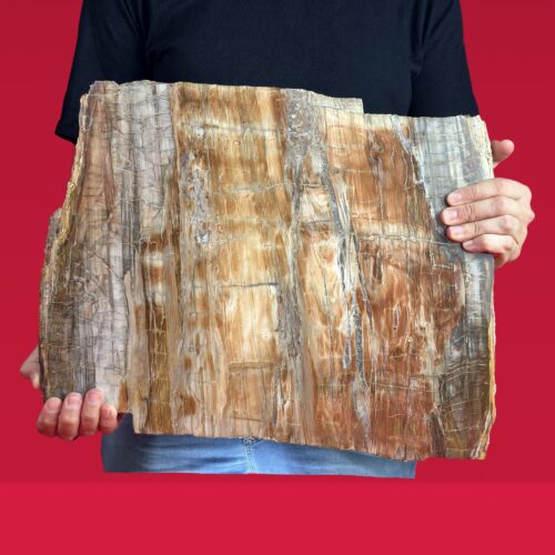 Fossil Wood Large Slab &ndash; A 16 kg Natural Masterpiece from Madagascar