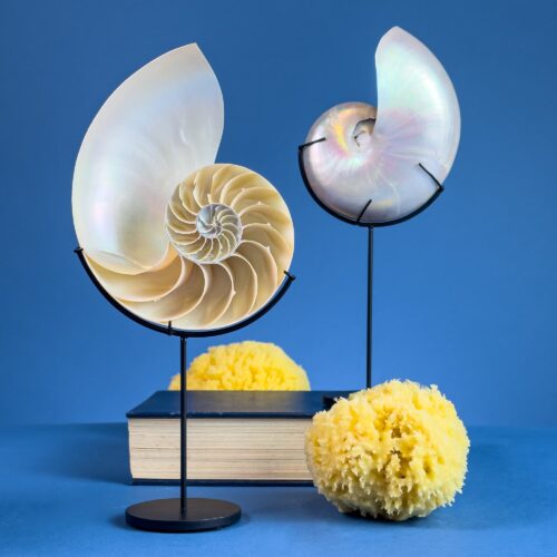 Nautilus pompilius sectioned on custom stand