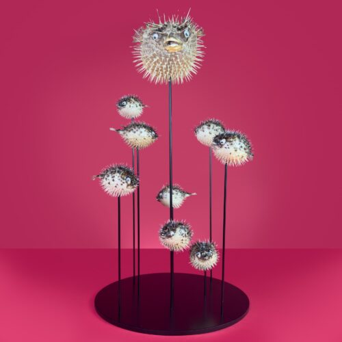 Porcupine Fish Composition