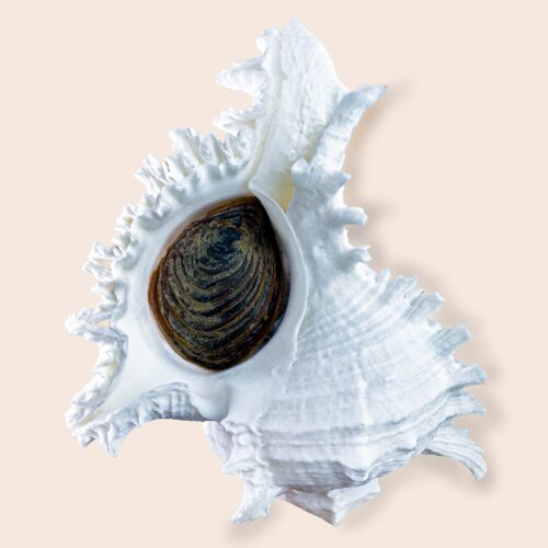 Chicoreus ramosus – Albino Murex with Operculum – 144 mm – Madagascar