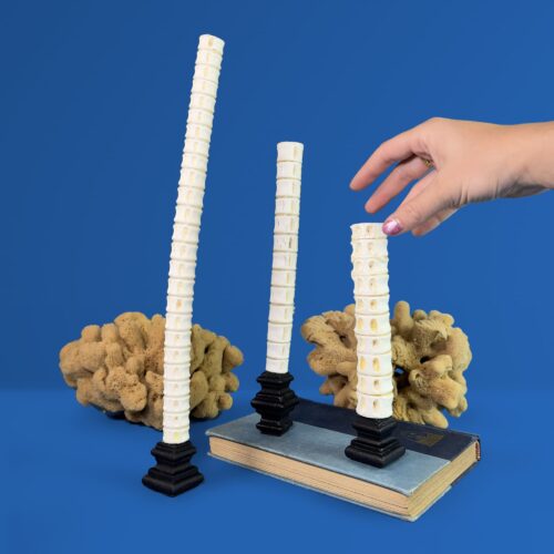Shark Vertebrae Column – Carcharhinidae sp. on Custom Metal Stand