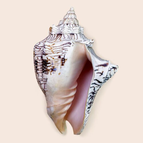 Voluta ebraea – Large Hebrew Volute – 153 mm – Brazil
